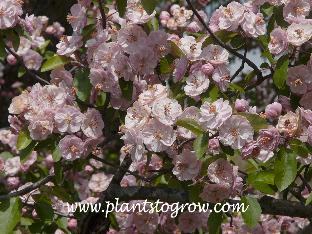 Klehm's Imp Bechtel Crab (Malus ioensis
(late April)